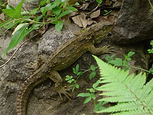 Tuatara adult