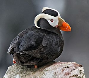 Tufted Puffin Alaska (cropped).jpg