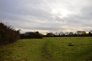 Upwood Meadows 2.jpg