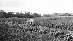 Vegetable Garden at Borden's