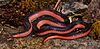 Western wormsnake (Carphophis vermis), Jefferson County, Missouri