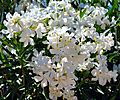 White Oleander in Bloom