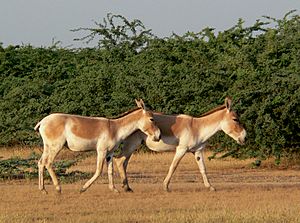 Wild ass india