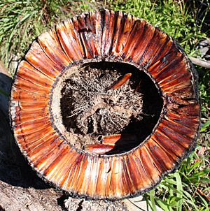 Xanthorrhoea trunk cross-section