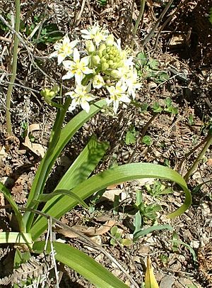 Zigadenus