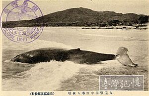 1920s臺灣日治時期恆春鵝鑾鼻大板埒捕撈鯨魚 Whale near the beach of Cape Eluanbi, Hengchun, TAIWAN