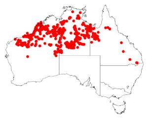 Acacia monticolaDistMap609.png