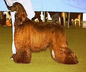 Afghan-Hound