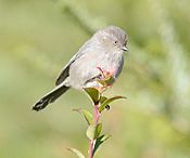 American Bushtit 9890vv.jpg