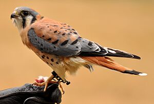 American Kestrel (Falco Sparverius)2.jpg