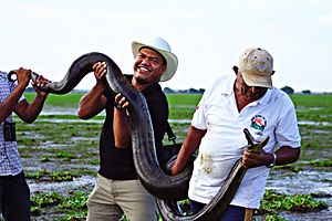 Anaconda (Eunectes murinus) (8990193853)