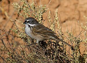 BELL'S SPARROW (canescens?) 9-18-05 (bird 2) Carrizo Plain Nat Mon, SLO County, CA (1544003105).jpg