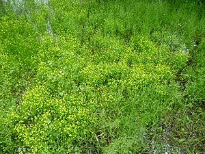 Badgeworth buttercup flowering 2012