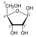 Beta-D-Ribofuranose Numbered