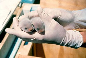 Black footes ferret pups