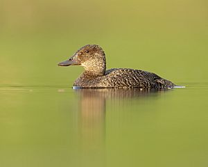 Blue-billed Duck female - Penrith.jpg