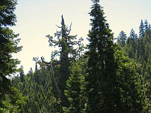 Boole Tree Top