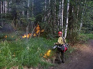 Boreal forestfire