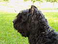 Bouvier des Flandres034