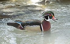 Brautente Wood Duck Aix sponsa