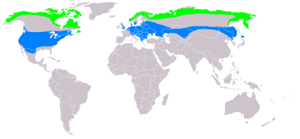 Buteo lagopus distribution map.png