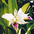 Cattleya percevaliana