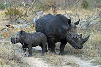 Ceratotherium simum pair Sabi Sands