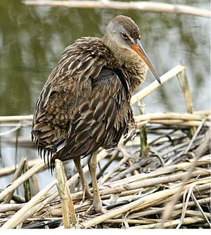 Clapper Rail