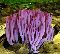 Clavaria zollingeri 90973