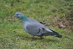 Columba oenas1.jpg