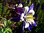 Columbine (Aquilegia caerulea) - 26.JPG