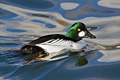 Common Goldeneye.jpg