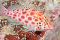 Coral Hawkfish