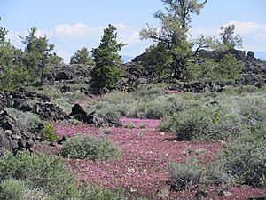 CratersMoonWildflowers