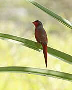 Crimson Finch (Neochmia phaeton) - Flickr - Lip Kee