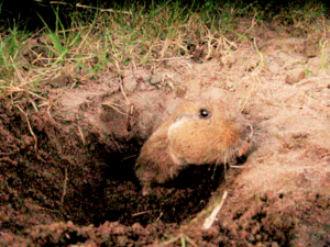 Ctenomys torquatus.png