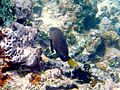 Damselfish-Microspathodon chrysurus