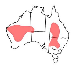 Distribution map of Chestnut Quail-Thrush