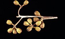 Eucalyptus capillosa subsp. capillosa fruit