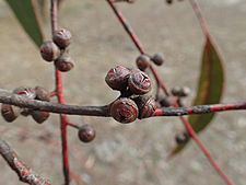 Eucalyptus elliptica fruit(2)