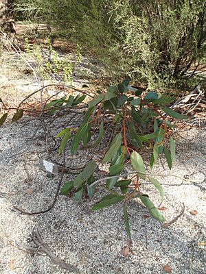 Eucalyptus tetraptera