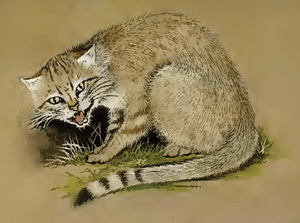 Felis silvestris lybica