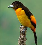 Flame-rumped Tanager (Ramphocelus flammigerus).jpg