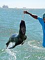 Fur seal, Walvis Bay (Namibia)