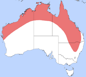 Giant Grasshopper Distribution