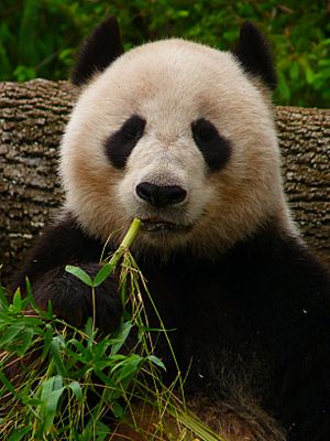 Giant Panda eating Bamboo