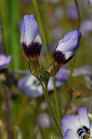 Gilia tricolor06.jpg