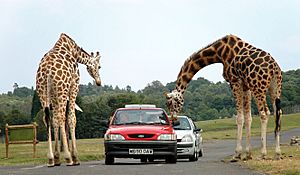 Giraffes at west midlands safari park.jpg