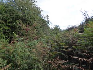 Gooderstone Warren.jpg