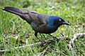 Grackle IMG 3972